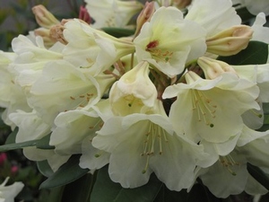 Rhododendron Apple Blossom